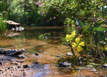 Comissão da ALMG visita o Pico Belo Horizonte para avaliar impactos da mineração